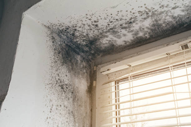 Affordable Mold Cleanup solutions in Houston, PA