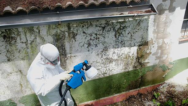 Top rated local Mold Cleanup specialists in Houston, PA